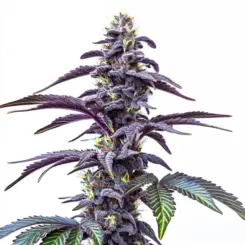 blakcberry moonstones auto cannabis seeds by bulk white label