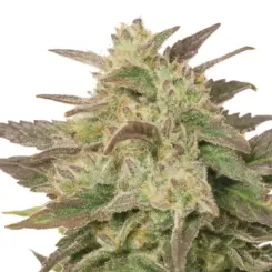 blue haze cannabis seeds by bulk white label