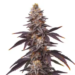 blueberry fast cannabis seeds by bulk white label