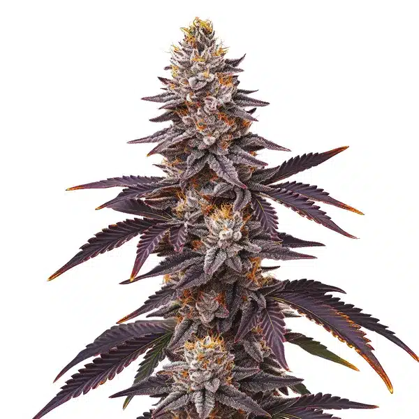 Blueberry FAST (F)