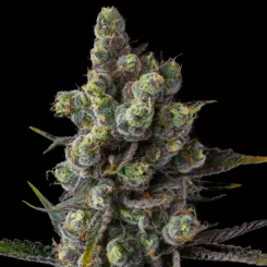 cellar stash cannabis seeds by compound genetics