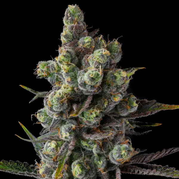 cellar stash cannabis seeds by compound genetics