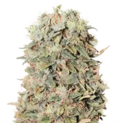 cheese train haze cannabis seeds by bulk white label