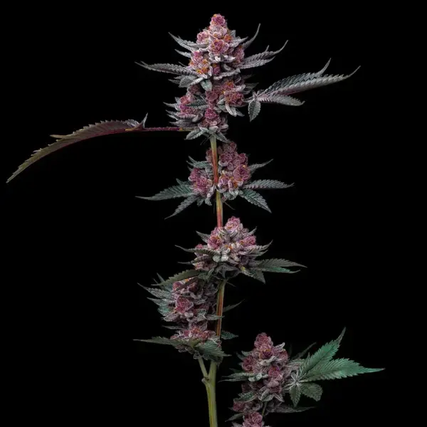 cherry poppers cannabis seeds by barney's farm