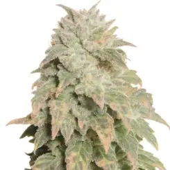 cookies cannabis seeds by bulk white label