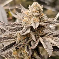 dripicane cannabis seeds by in house genetics