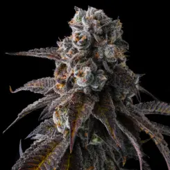 dulce dream cannabis seeds by compound genetics