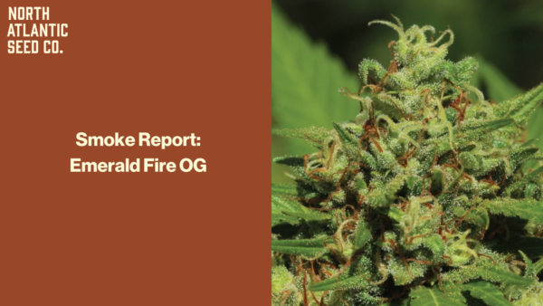 Emerald Fire OG Blog Picture