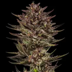 frosted zinn x cookie dog cannabis seeds by barney's farm