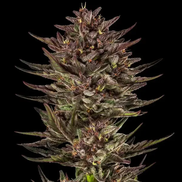 frosted zinn x cookie dog cannabis seeds by barney's farm