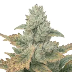 garlic breath cannabis seeds by bulk white label