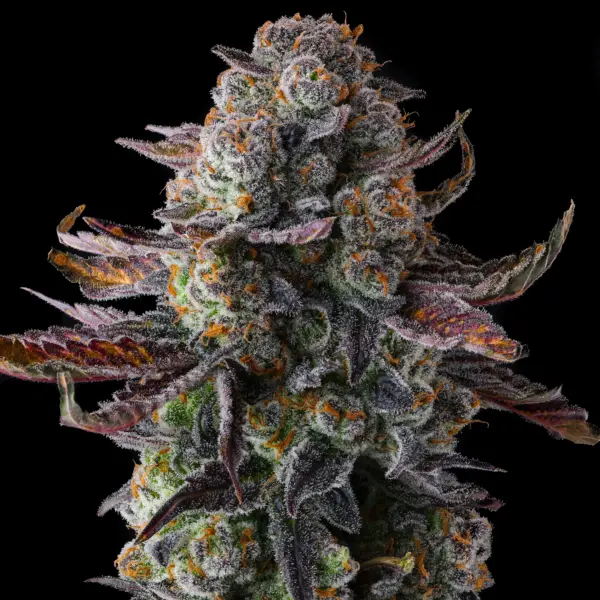 grapaya cannabis seeds by compound genetics