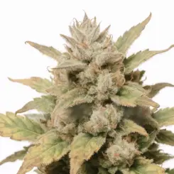 hash plant cannabis seeds by bulk white label