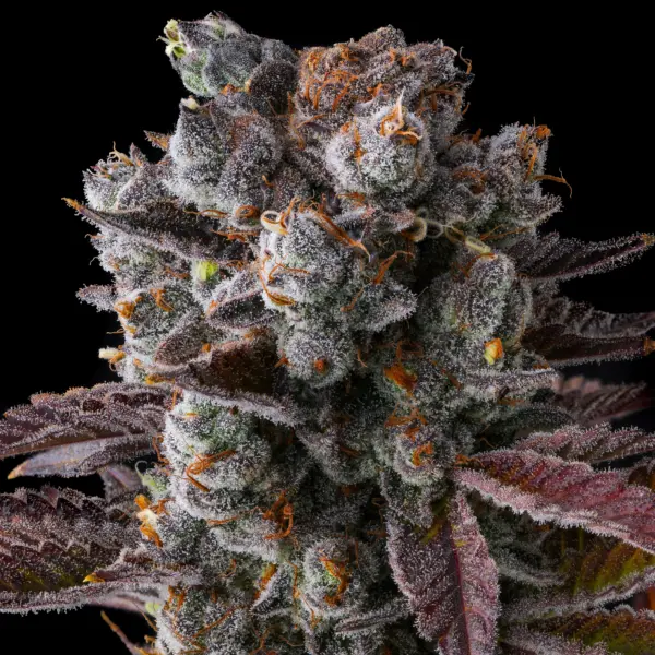 hawaiian sunkist cannabis seeds by compound genetics
