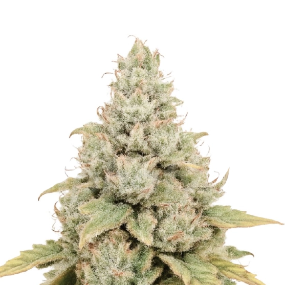 headband cannabis seeds by bulk white label