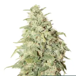 ice cream cake cannabis seeds by bulk white label