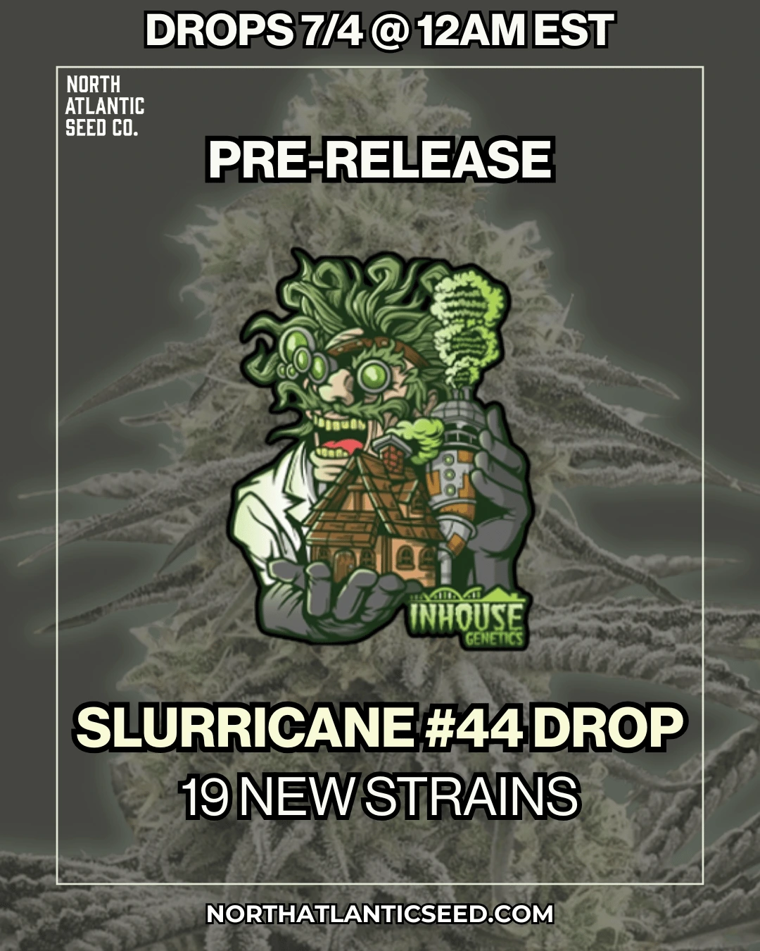 Slurricane #44 Drop cannabis seeds