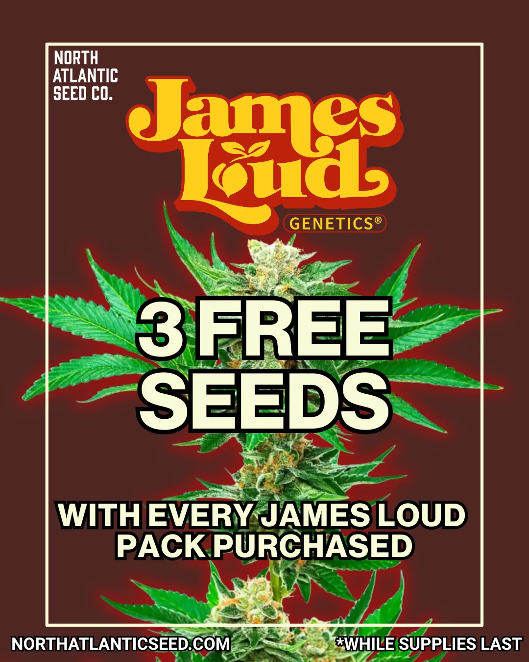 James Loud Genetics cannabis seeds
