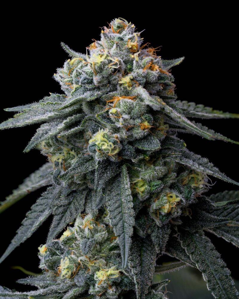 jealousy cannabis seeds by barney's farm