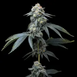 jealousy cannabis seeds by barney's farm