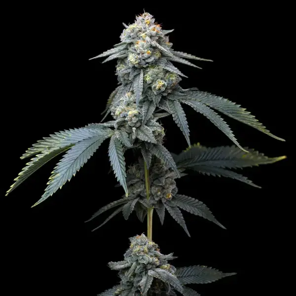 jealousy cannabis seeds by barney's farm