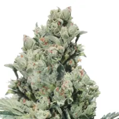 jet fuel cannabis seeds by bulk white label