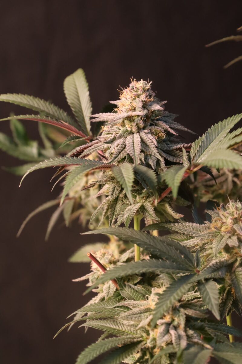 lemon cherry runtz cannabis seeds by fast buds