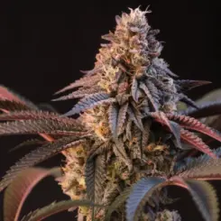 lemon cherry runtz cannabis seeds by fast buds