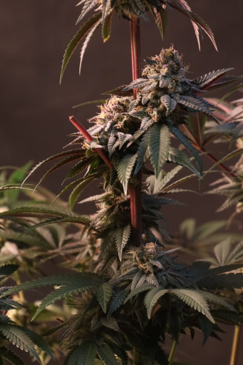 lemon cherry runtz cannabis seeds by fast buds