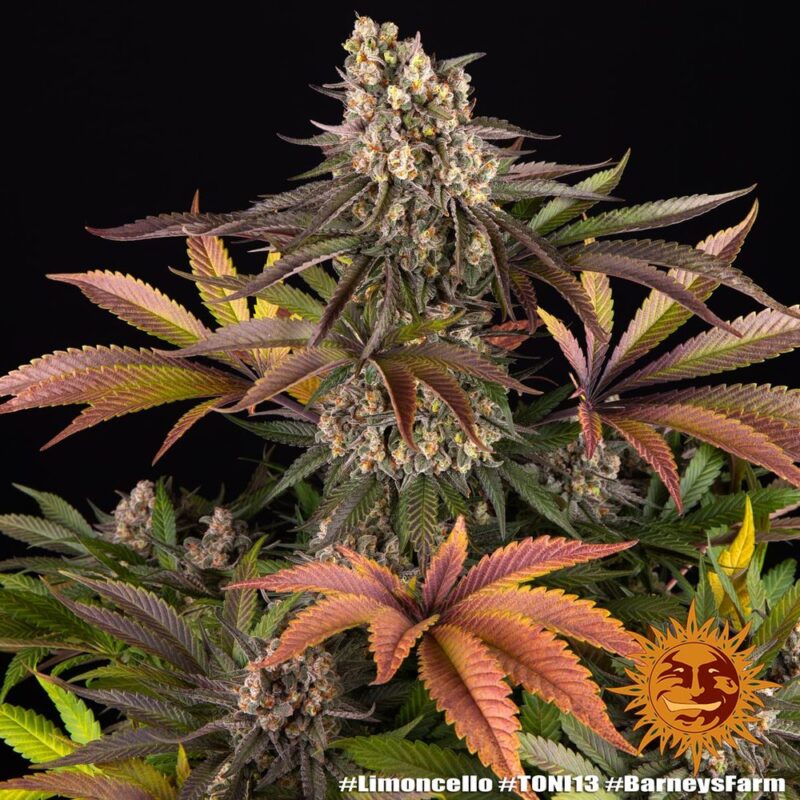 limoncello cannabis seeds by barney's farm