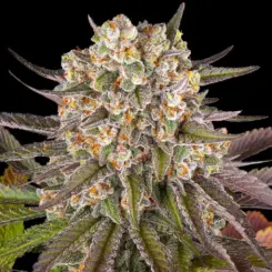 limoncello cannabis seeds by barney's farm