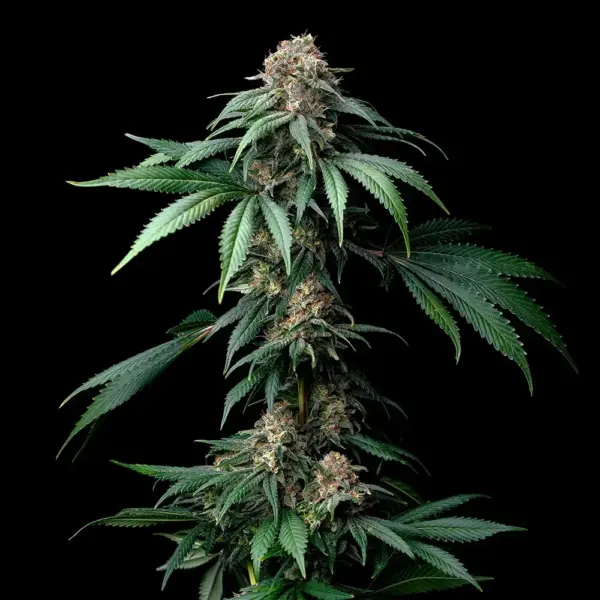 mendo breath cannabis seeds by barney's farm