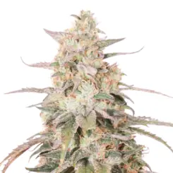 mimosa cannabis seeds by bulk white label