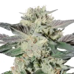 mk ultra cannabis seeds by bulk white label