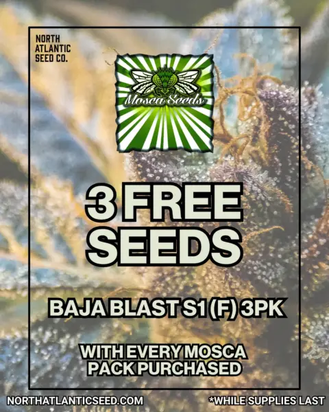 Mosca Seeds's promotional image