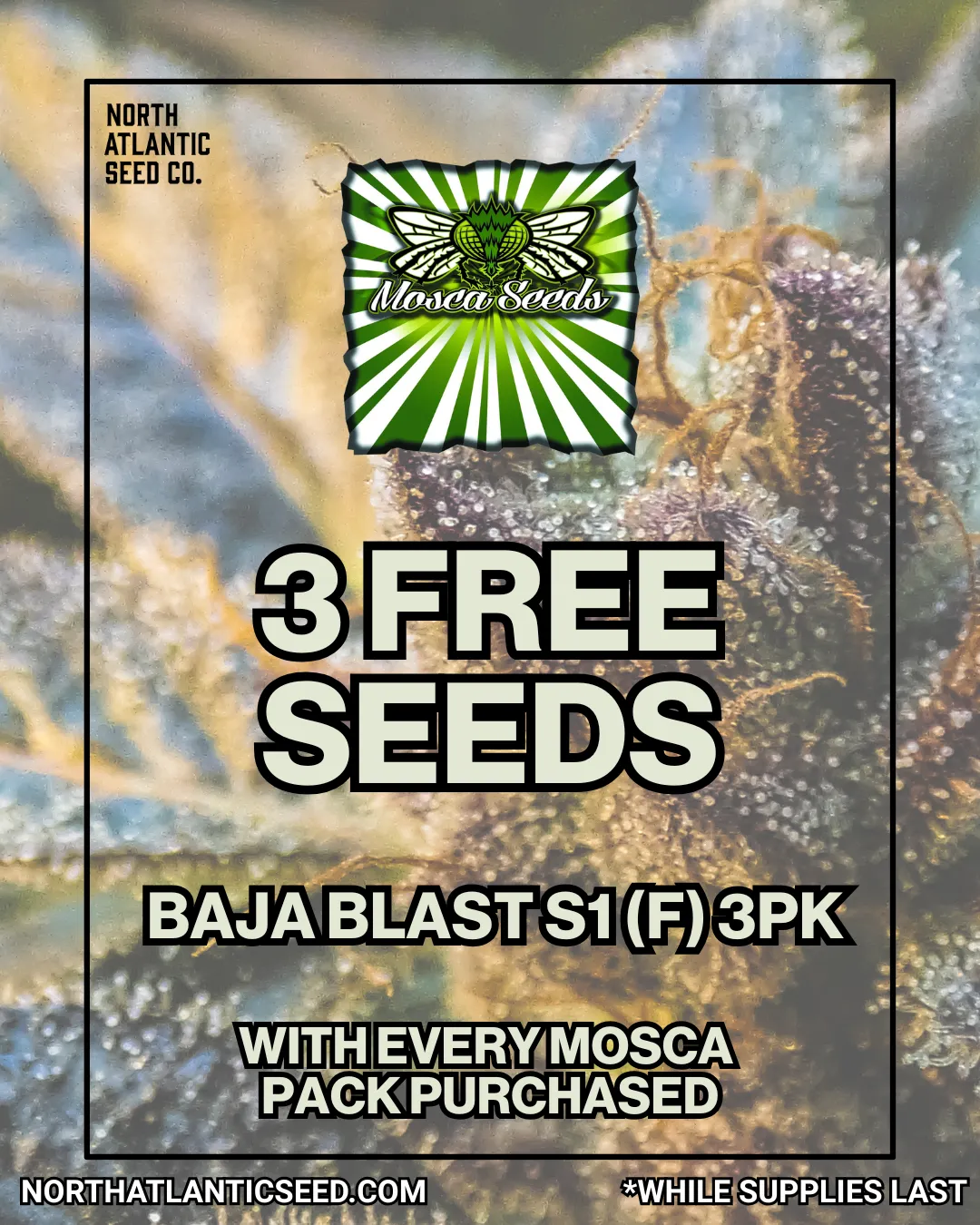 Mosca Seeds cannabis seeds