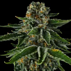 mr jones cannabis seeds by compound genetics