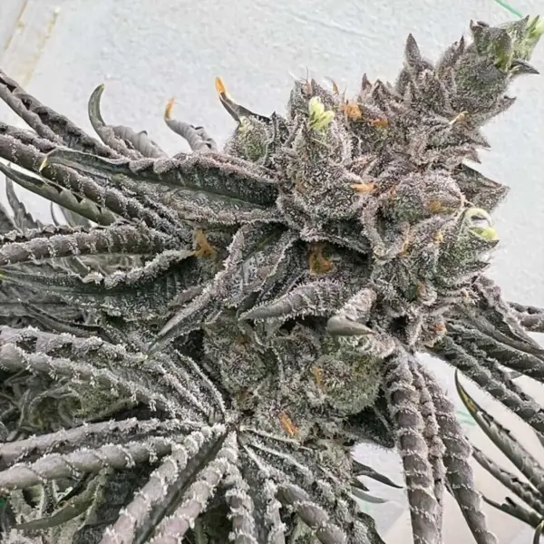 orange burst cannabis seeds by in house genetics