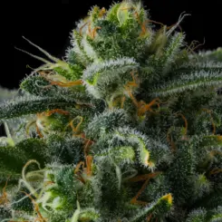 philbo baggins cannabis seeds by compound genetics