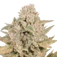 pineapple express cannabis seeds by bulk white label