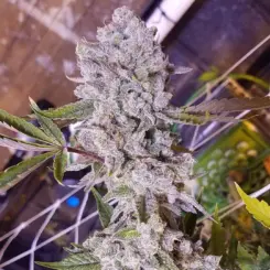 platinum gorilla cannabis seeds by in house genetics