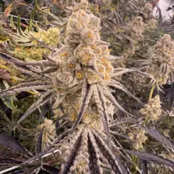 platinum ix cannabis seeds by in house genetics