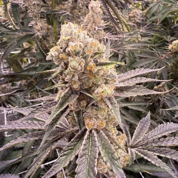 platinum z cannabis seeds by in house genetics