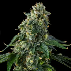 presidential pardon cannabis seeds by compound genetics