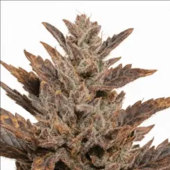 purple dream cannabis seeds by bulk white label