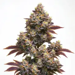 purple punch cannabis seeds by bulk white label