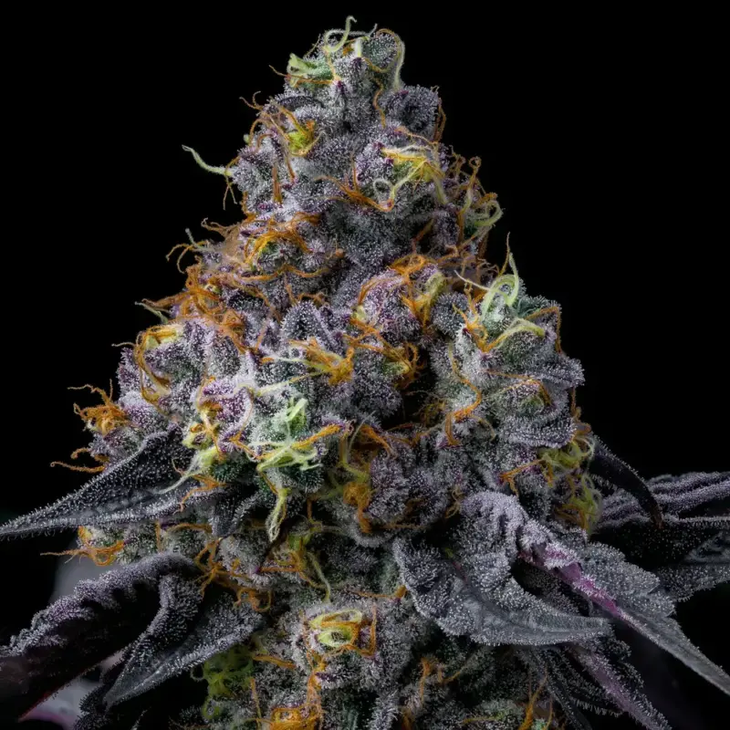 rainbow sherbet cannabis seeds by barney's farm