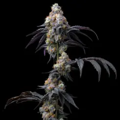 rainbow sherbet cannabis seeds by barney's farm