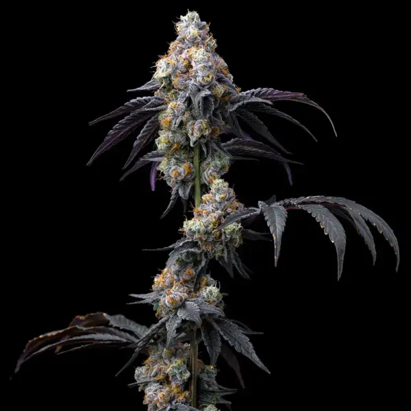 rainbow sherbet cannabis seeds by barney's farm