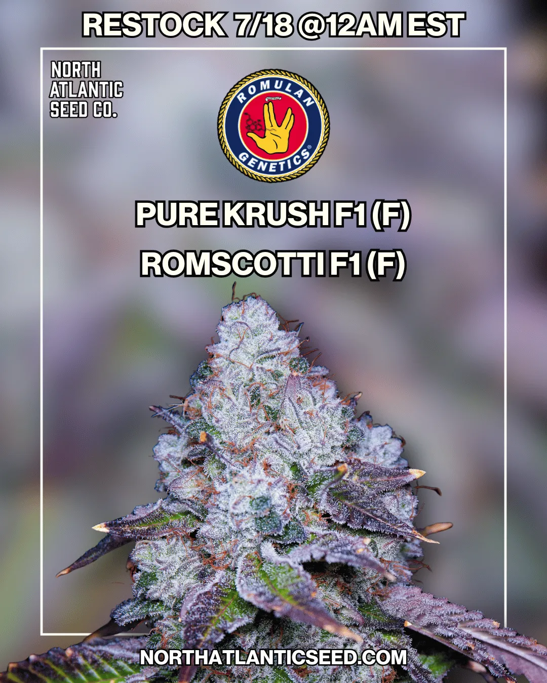 Romulan Genetics cannabis seeds